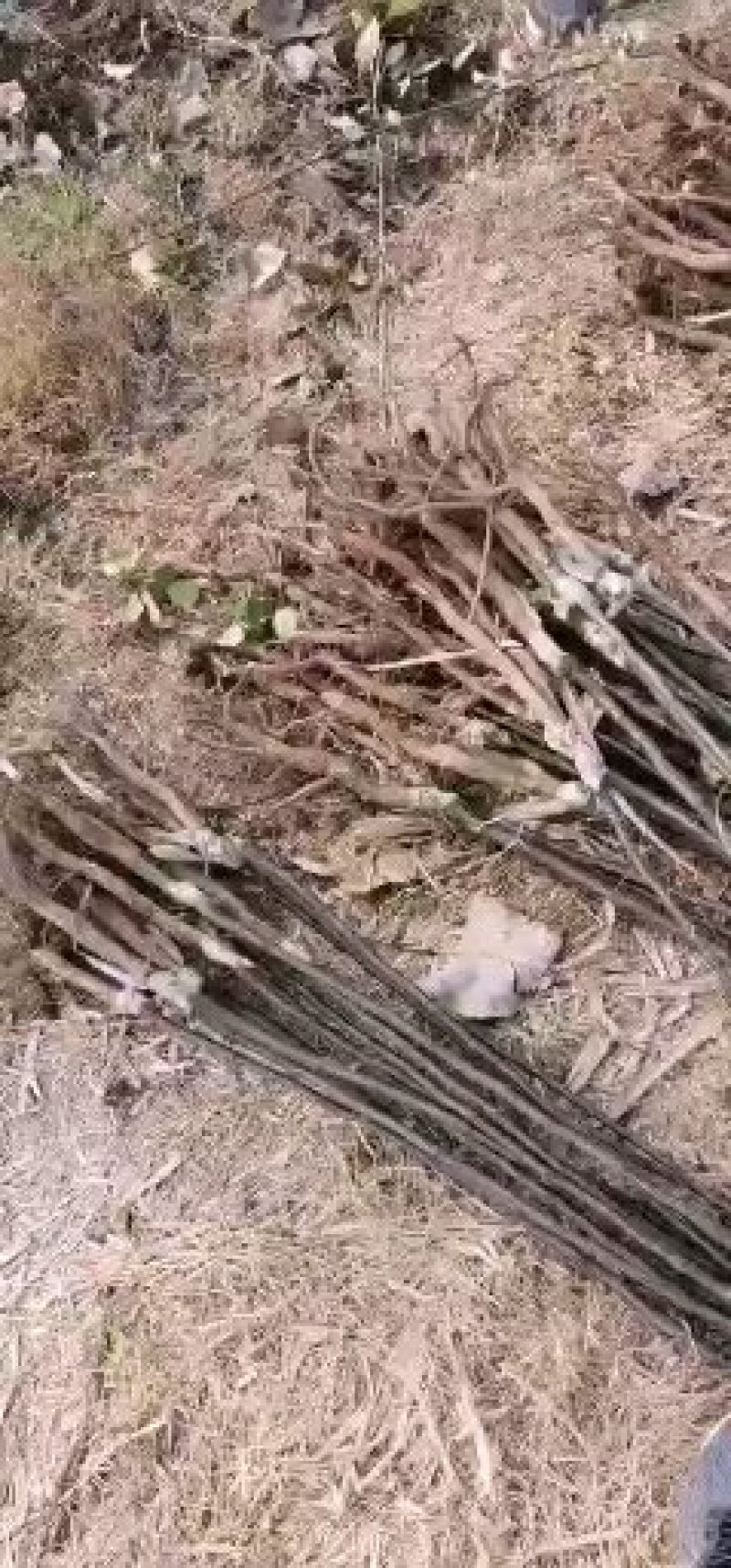 安徽砀山翠玉518梨树苗，7月1号成熟，早熟518梨苗