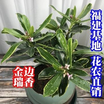 金边瑞香自家苗场福建一手货源品种纯正视频拍照看货全国发货
