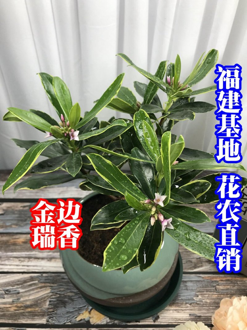 金边瑞香自家苗场福建一手货源品种纯正视频拍照看货全国发货