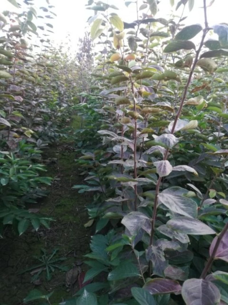 出售高品质柿子树嫁接种苗软枣苗，量大从优，保证质量