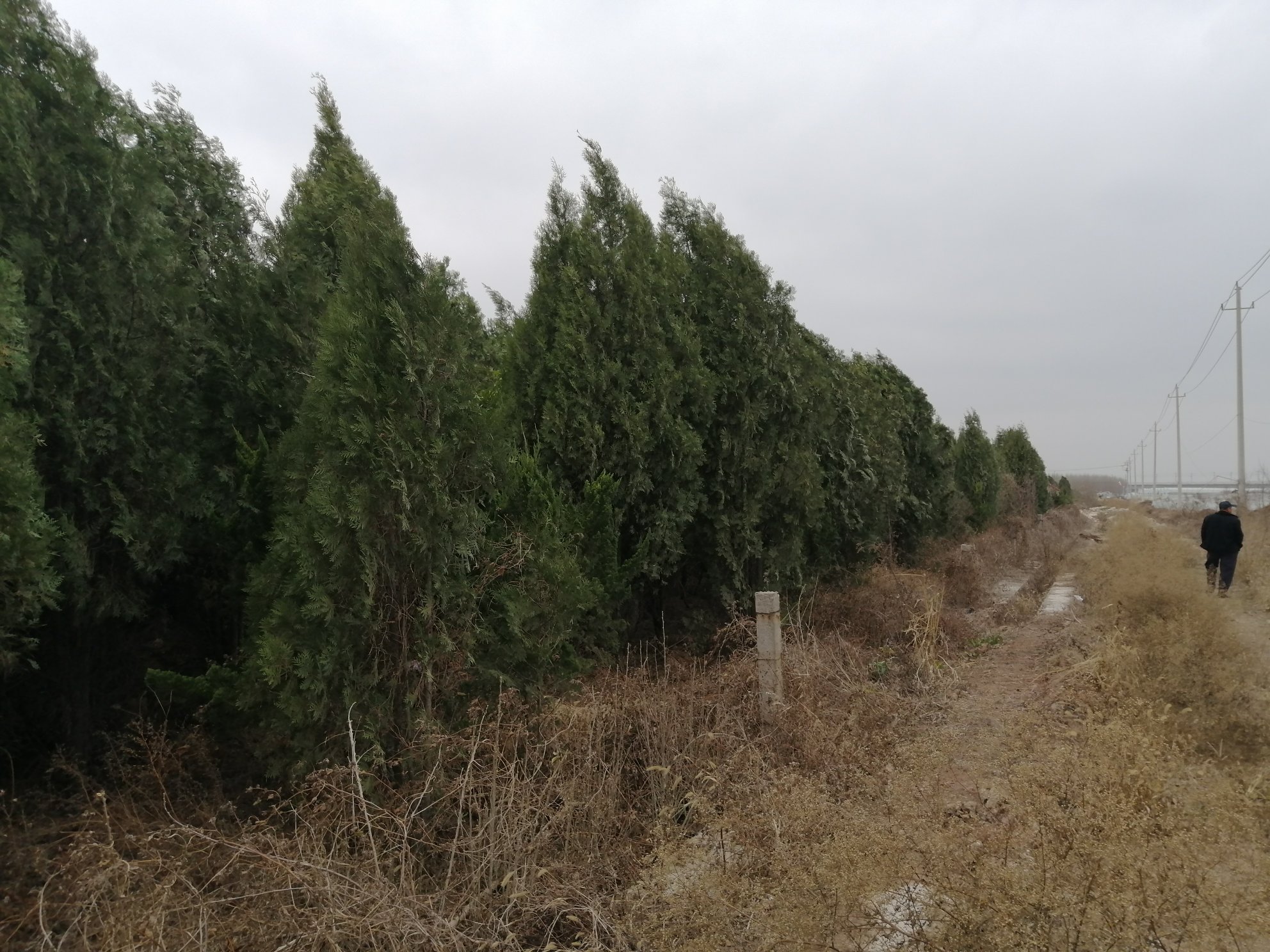 侧柏在园林中的应用