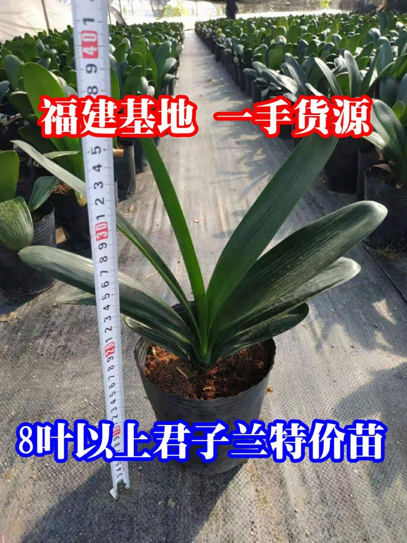 君子兰特价苗种植户直销一手货源货量充足运费便宜视频看苗