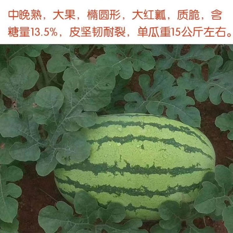 科农九号西瓜种子中晚熟大果红瓤高糖椭圆皮韧抗重茬春季基地