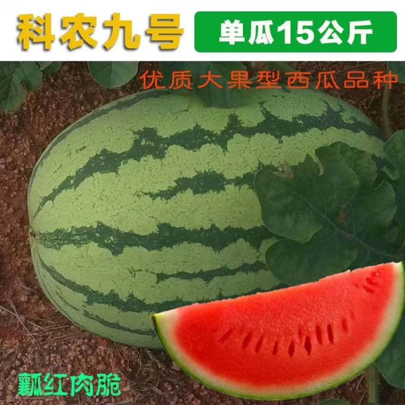 科农九号西瓜种子中晚熟大果红瓤高糖椭圆皮韧抗重茬春季基地