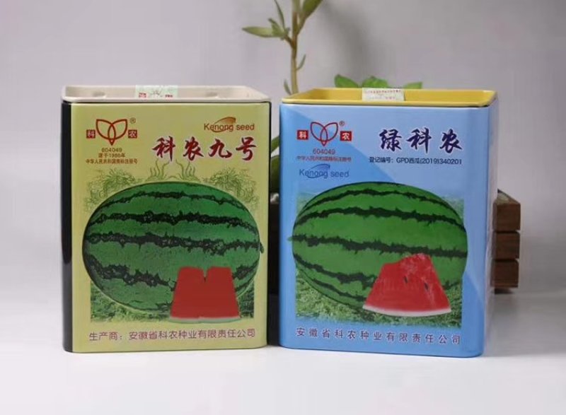 科农九号西瓜种子中晚熟大果红瓤高糖椭圆皮韧抗重茬春季基地