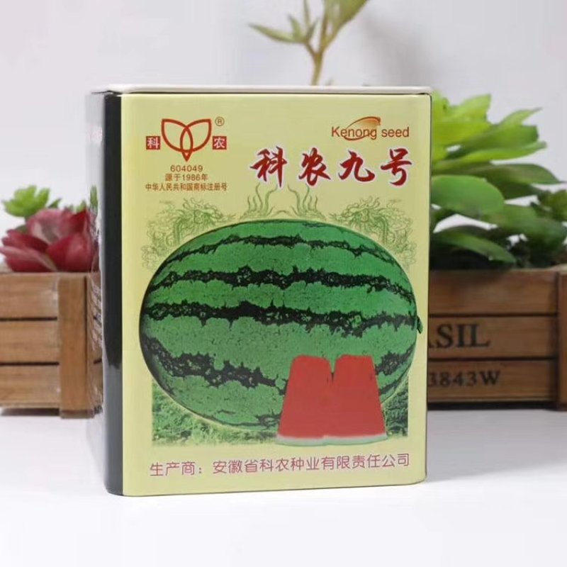 科农九号西瓜种子中晚熟大果红瓤高糖椭圆皮韧抗重茬春季基地