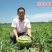 科农九号西瓜种子中晚熟大果红瓤高糖椭圆皮韧抗重茬春季基地