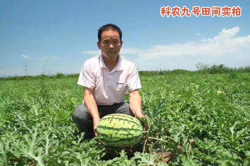 科农九号西瓜种子中晚熟大果红瓤高糖椭圆皮韧抗重茬春季基地