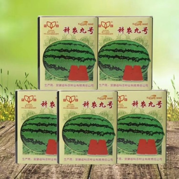 科农九号西瓜种子中晚熟大果红瓤高糖椭圆皮韧抗重茬春季基地