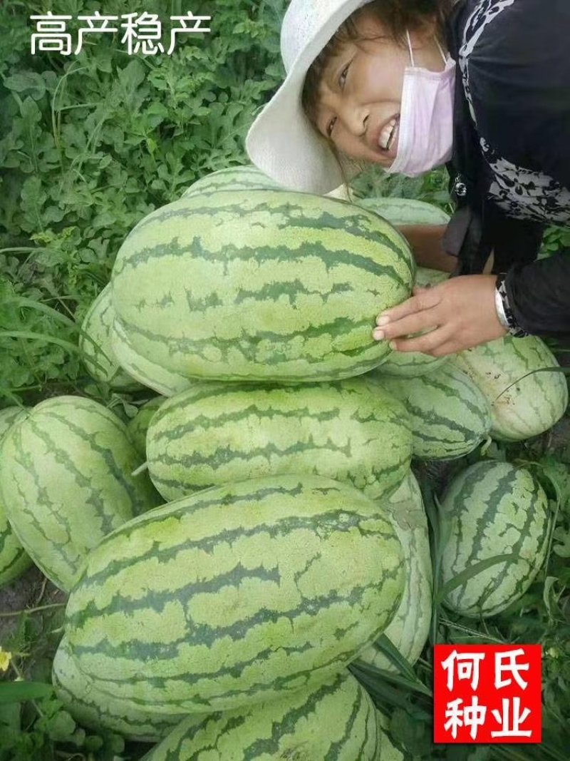 科农九号西瓜种子中晚熟大果红瓤高糖椭圆皮韧抗重茬春季基地