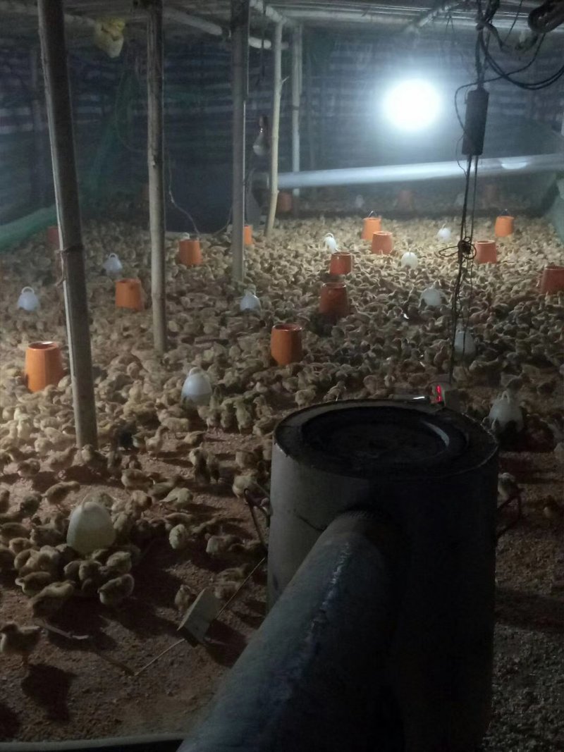 土阉鸡苗脱温苗一月龄一斤重运输途中包成活凤翔苗
