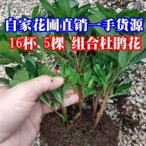 16杯五颗组杨梅红小桃红杜鹃花种植户直销一手货源供应充足