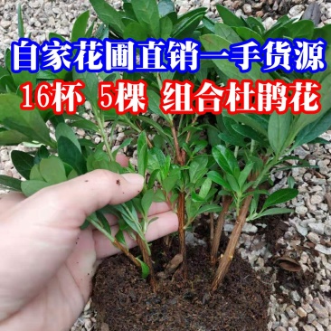 16杯五颗组杨梅红小桃红杜鹃花种植户直销一手货源供应充足