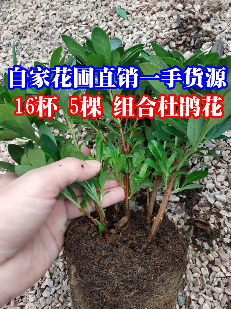 16杯五颗组杨梅红小桃红杜鹃花种植户直销一手货源供应充足