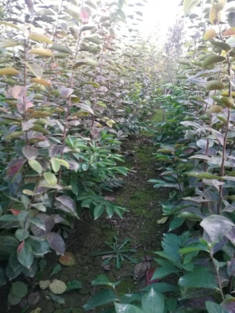 柿子树种苗大量出售，霜降前后栽植最佳时间