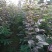 柿子树种苗大量出售,霜降前后栽植最佳时间