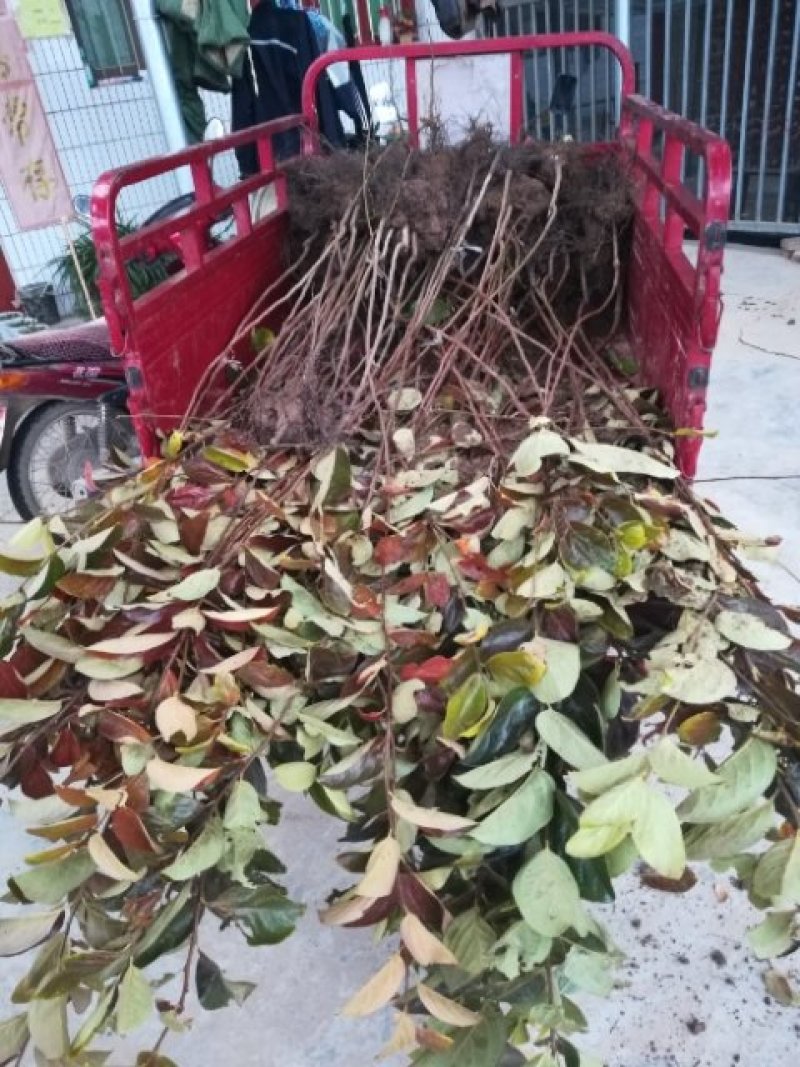 柿子树种苗大量出售，霜降前后栽植最佳时间