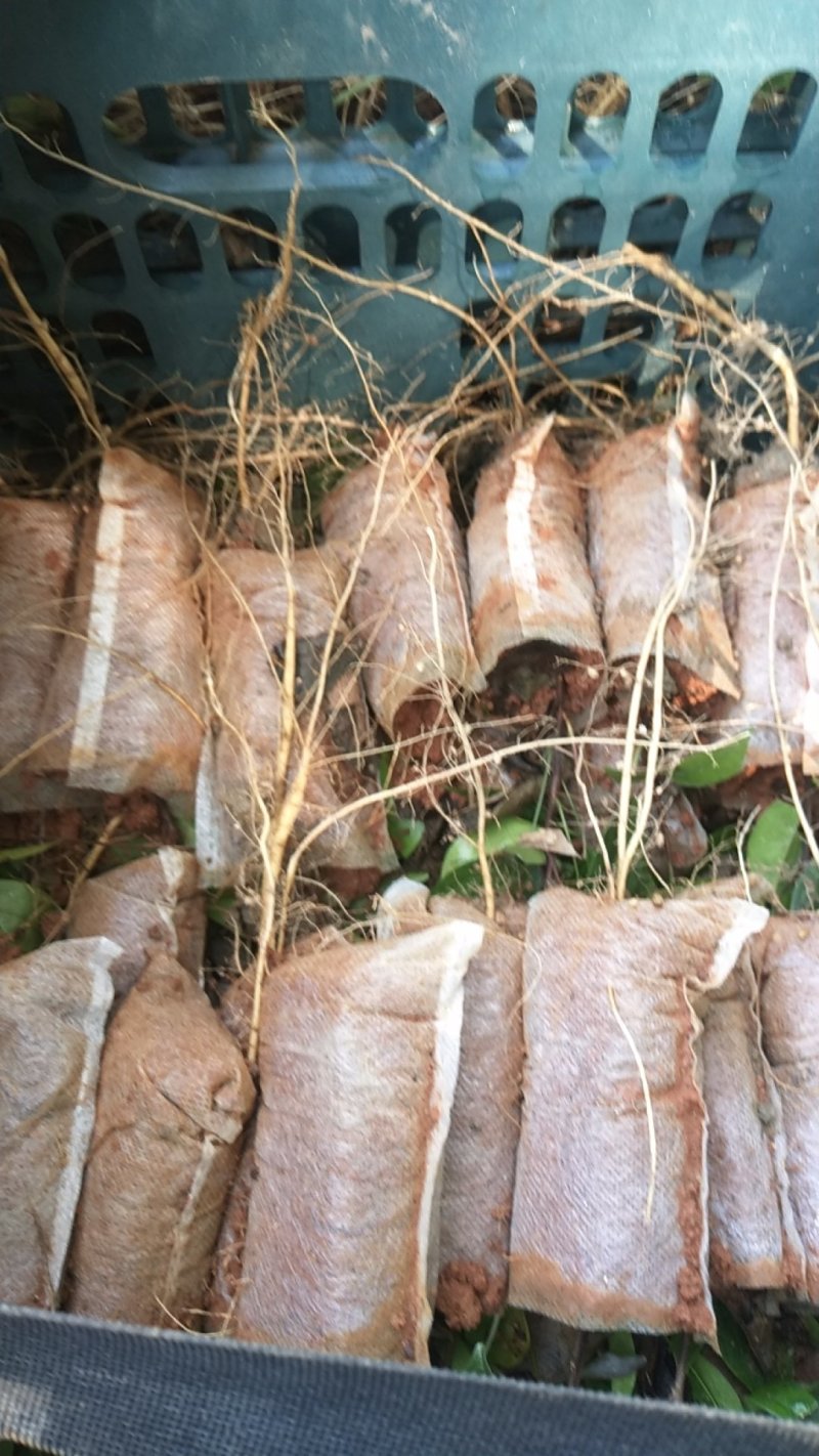 牛大力种苗黄毛大叶牛大力育苗基地，品种纯正