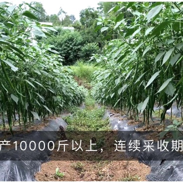 天椒92线椒种子长线椒二荆条椒长可达45厘米，辣味浓
