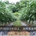 天椒92线椒种子长线椒二荆条椒长可达45厘米，辣味浓