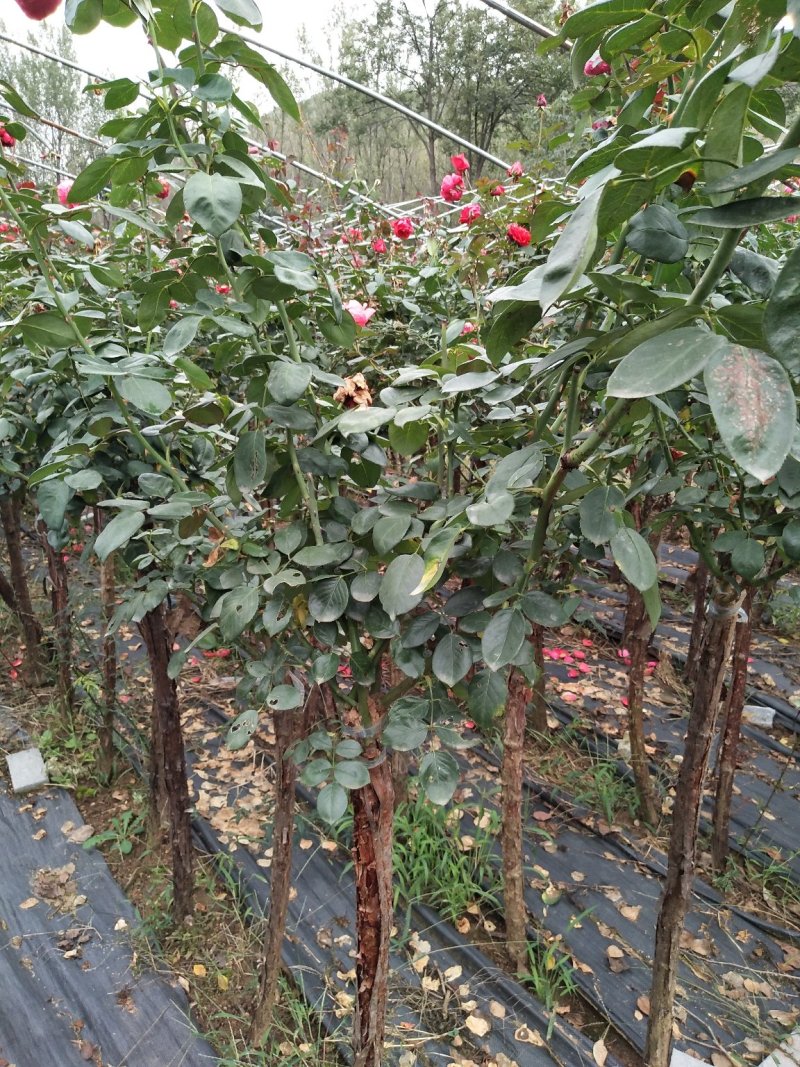 月季树壮批发，2.5~8公分