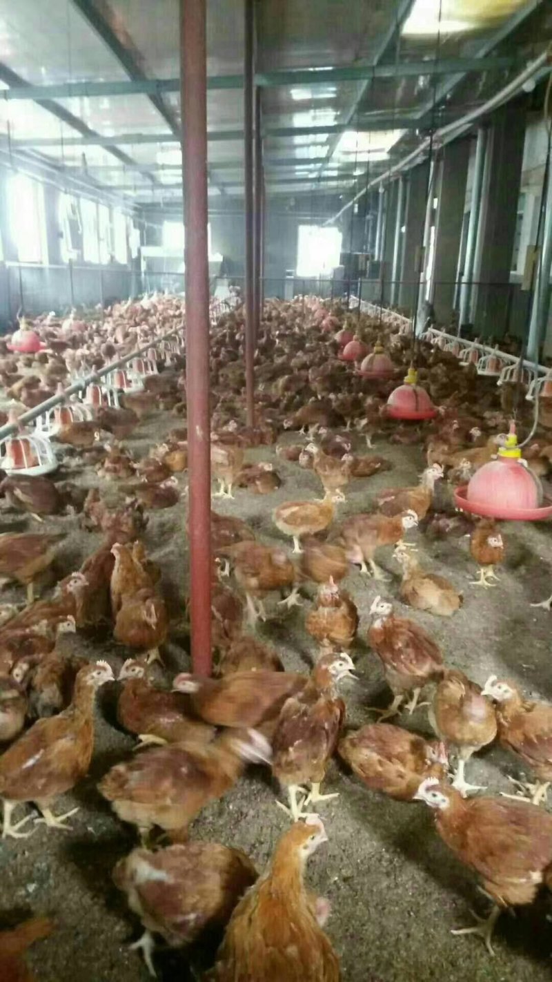 蛋鸡苗红毛蛋鸡苗海兰褐蛋鸡380蛋鸡母苗螺丝鸡全国发货