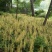 东北野生毛慈姑全苗，毛慈菇全苗，毛慈菇种苗，也是山芋头苗