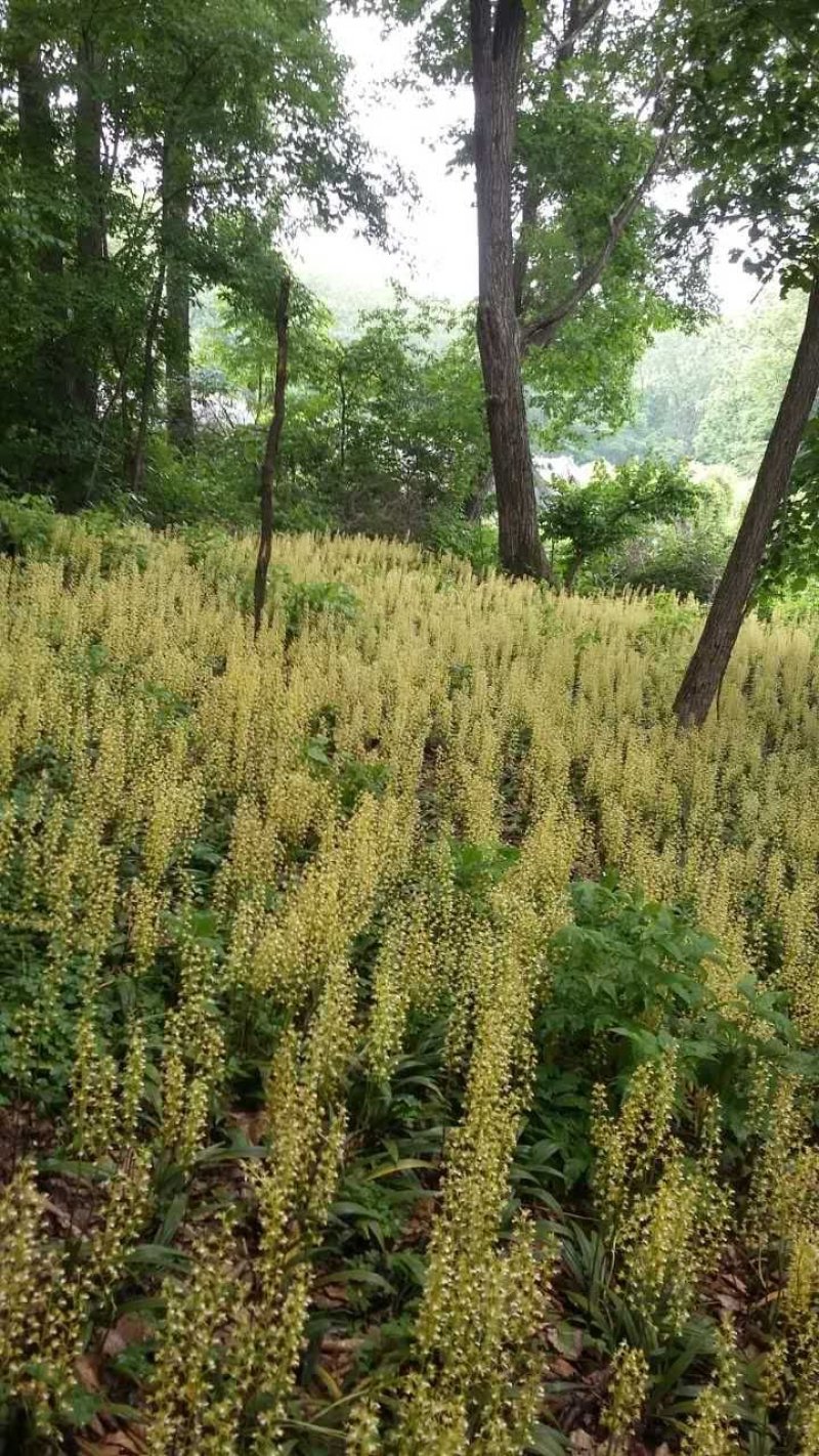 东北野生毛慈姑全苗，毛慈菇全苗，毛慈菇种苗，也是山芋头苗