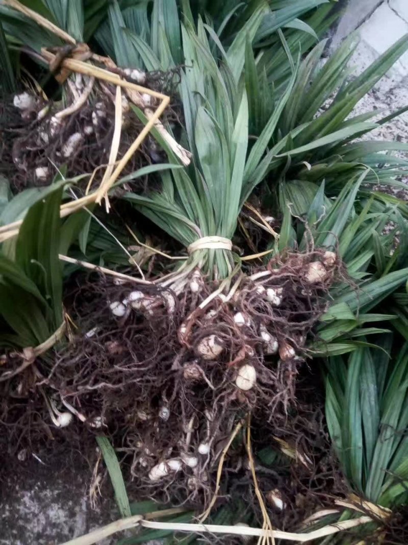 东北野生毛慈姑全苗，毛慈菇全苗，毛慈菇种苗，也是山芋头苗