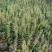 东北野生毛慈姑全苗，毛慈菇全苗，毛慈菇种苗，也是山芋头苗