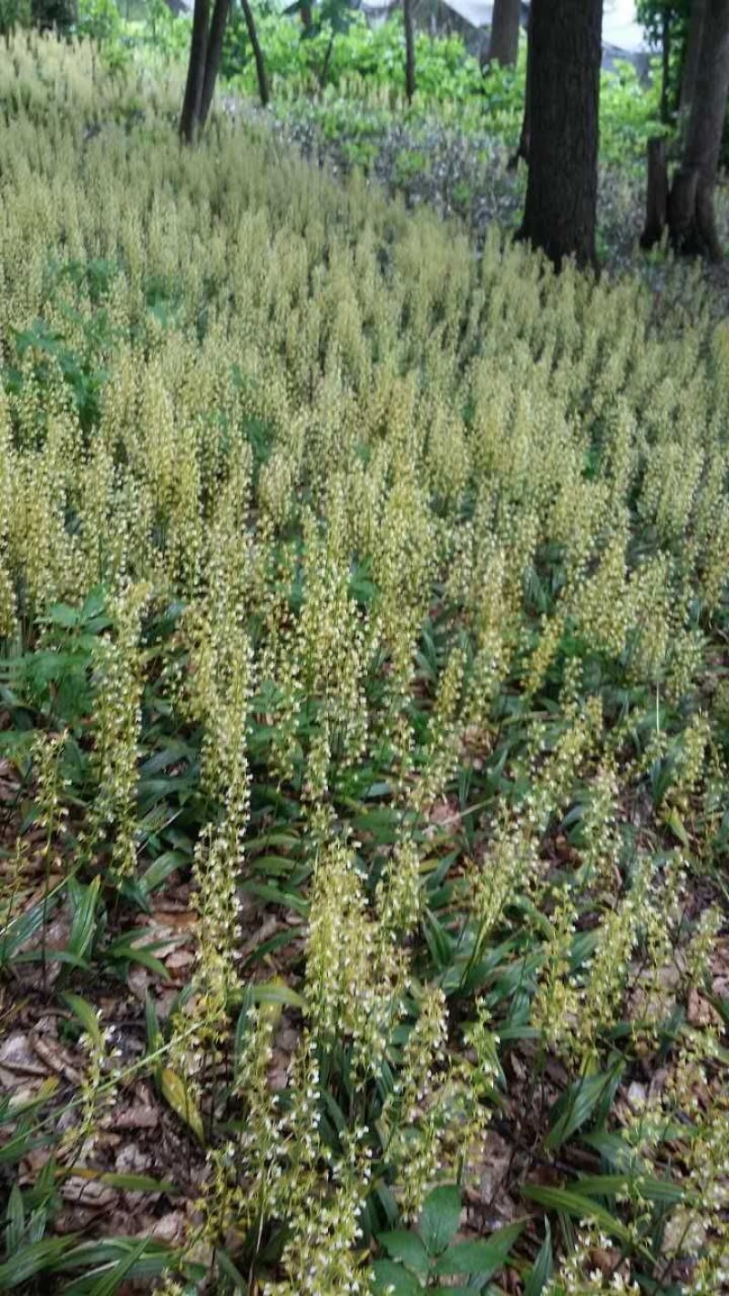 东北野生毛慈姑全苗，毛慈菇全苗，毛慈菇种苗，也是山芋头苗