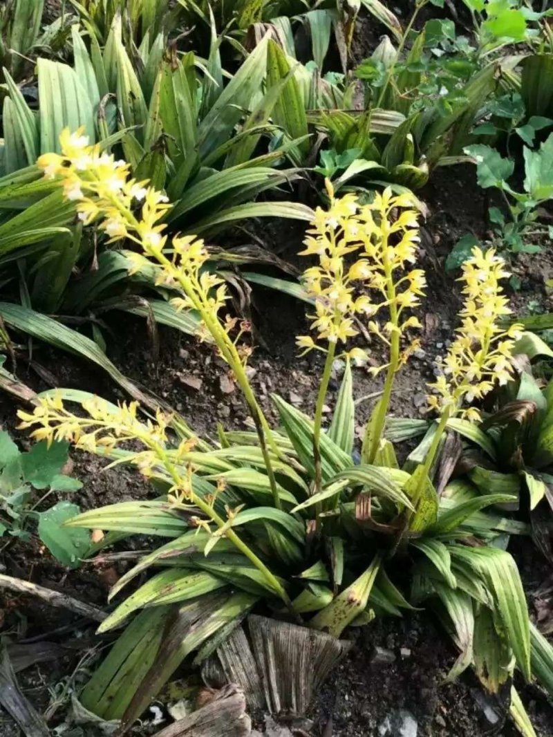 东北野生毛慈姑全苗，毛慈菇全苗，毛慈菇种苗，也是山芋头苗