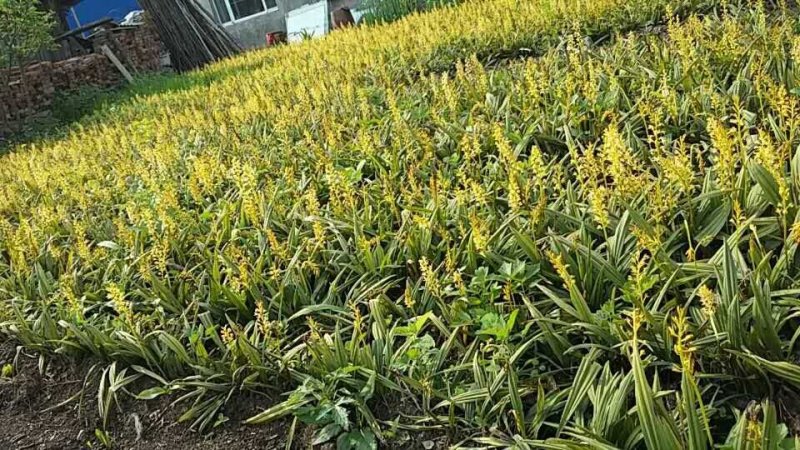 东北野生毛慈姑全苗，毛慈菇全苗，毛慈菇种苗，也是山芋头苗