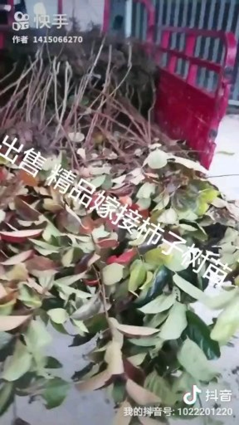 出售柿树种苗软枣苗，又名君迁子，是嫁接柿树的砧木，该砧木