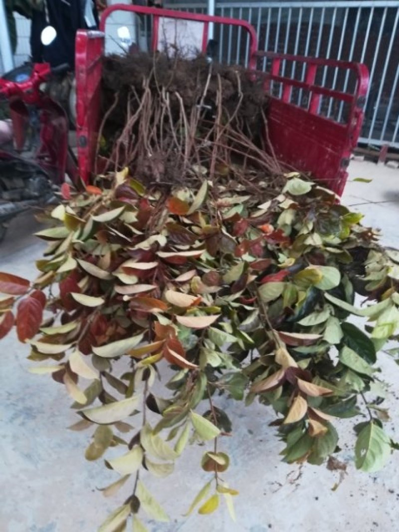 出售柿树种苗软枣苗，又名君迁子，是嫁接柿树的砧木，该砧木