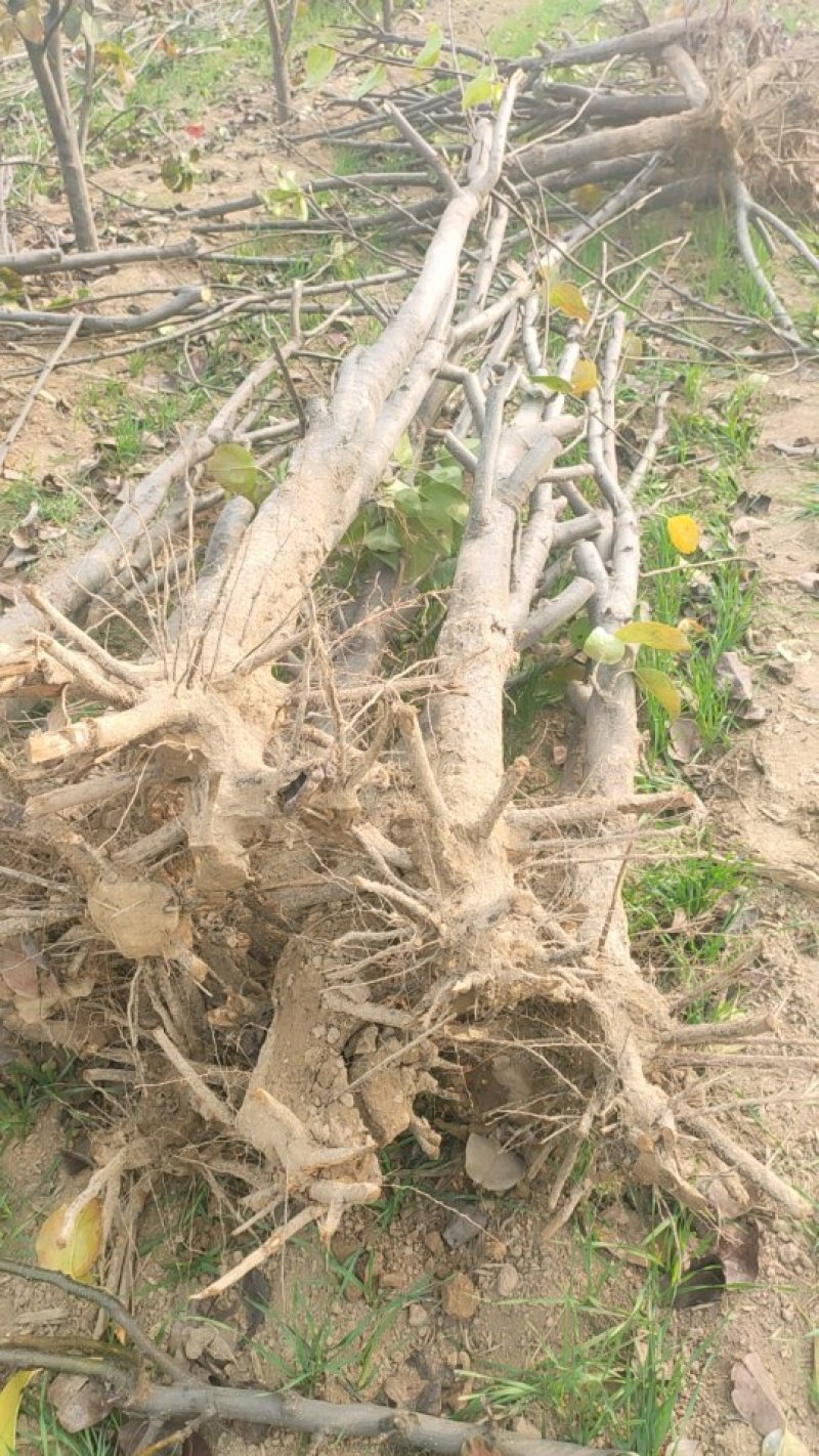 苹果树，占地苹果树，承接占地工程。供应各种果树。