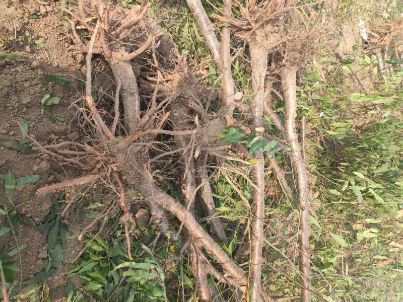 苹果树，占地苹果树，承接占地工程。供应各种果树。