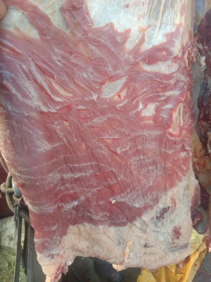 放养一牦牛肉