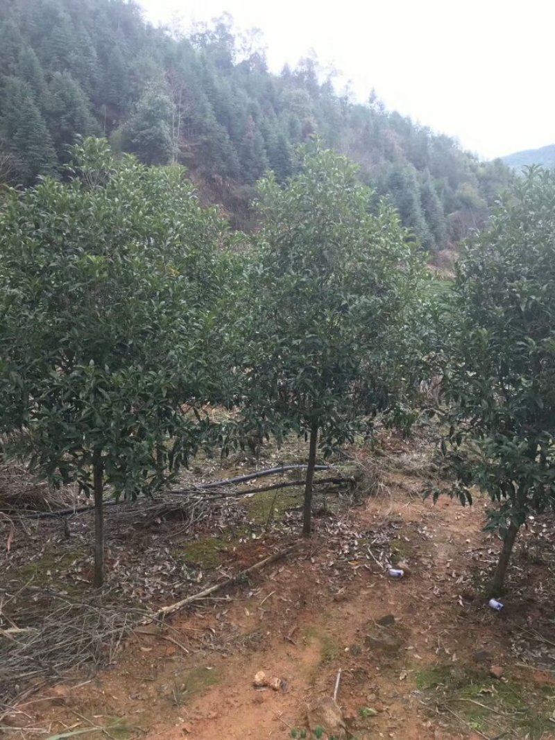 中国丹桂之乡，浦城大红丹桂