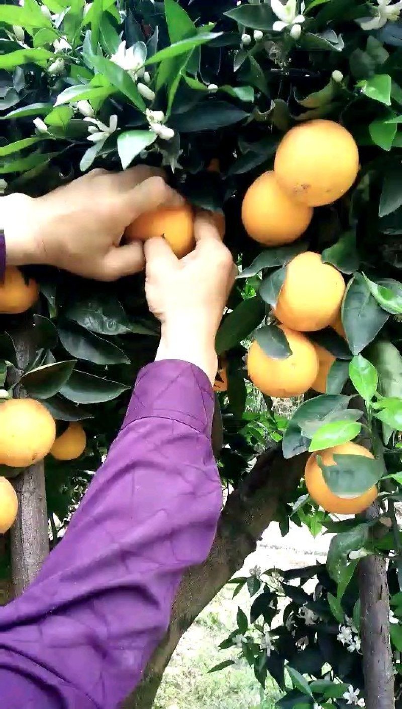 奉节脐橙～诚招代理一件代发~礼盒园虹春节前后好礼