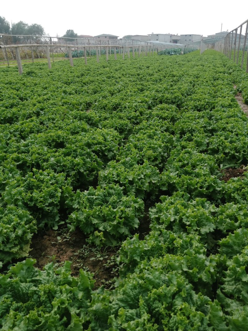 精品青黄叶生菜产地直供可根据客户需求提供包装