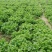 精品青黄叶生菜产地直供可根据客户需求提供包装