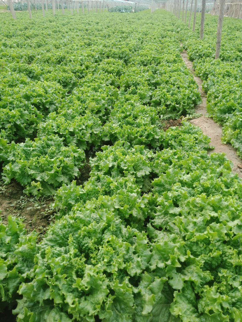 精品青黄叶生菜产地直供可根据客户需求提供包装