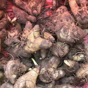 白芨，野生环境种植，药用价值高