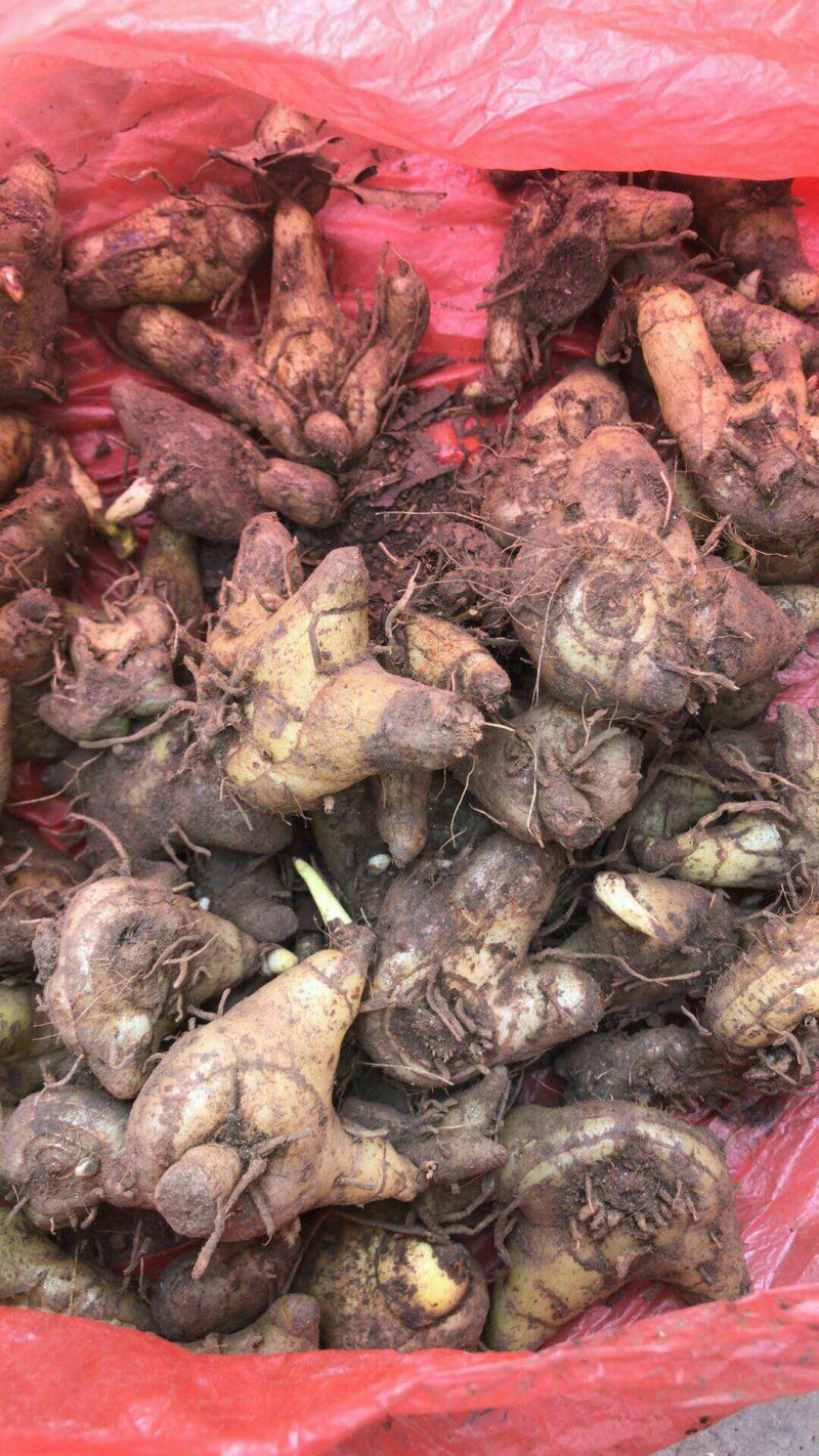 白芨，野生环境种植，药用价值高