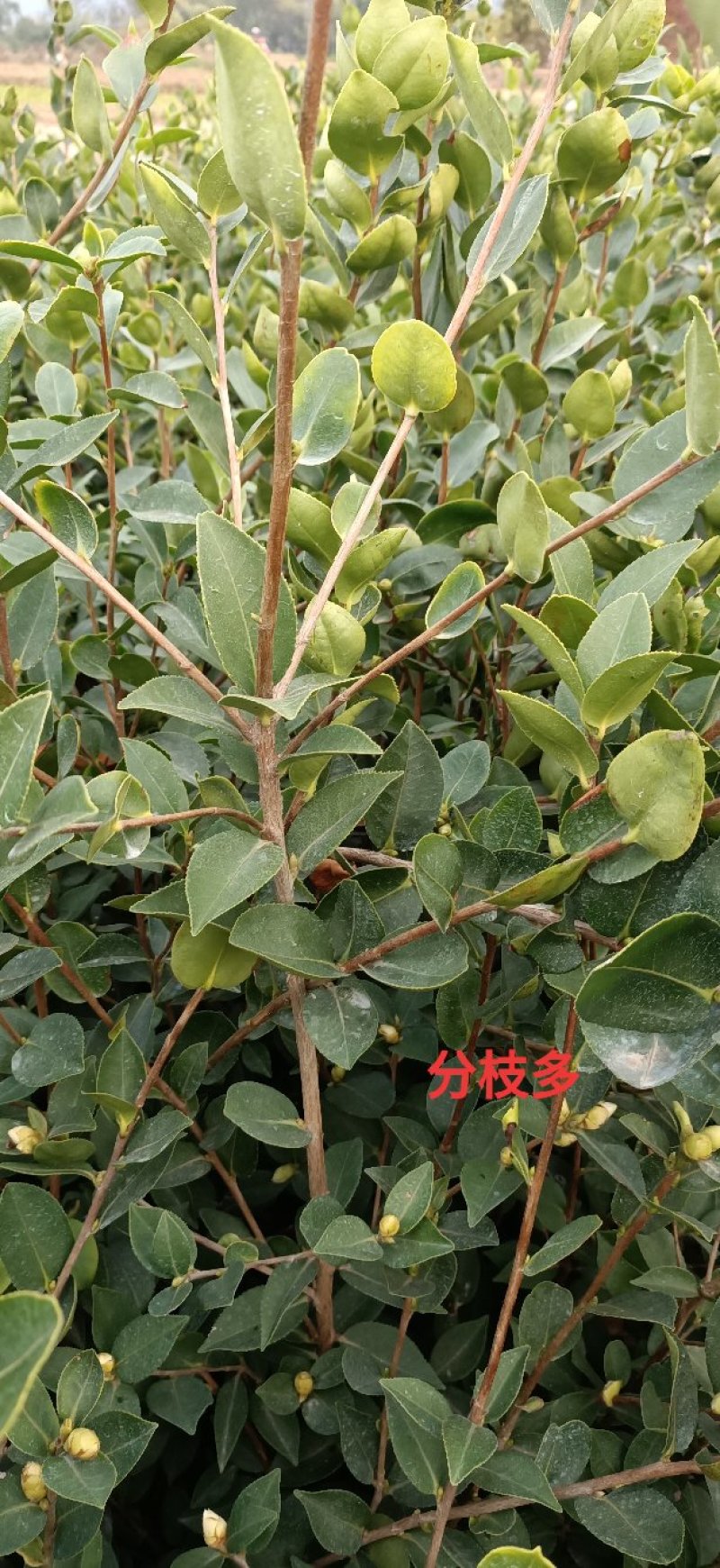 油茶苗长林系列高产嫁接油茶苗，茶籽树苗，皮溥出油率高