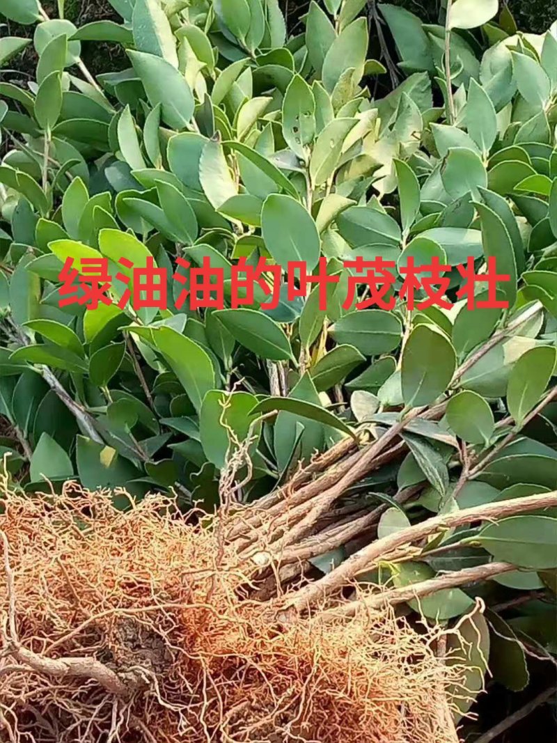 油茶苗长林系列高产嫁接油茶苗，茶籽树苗，皮溥出油率高