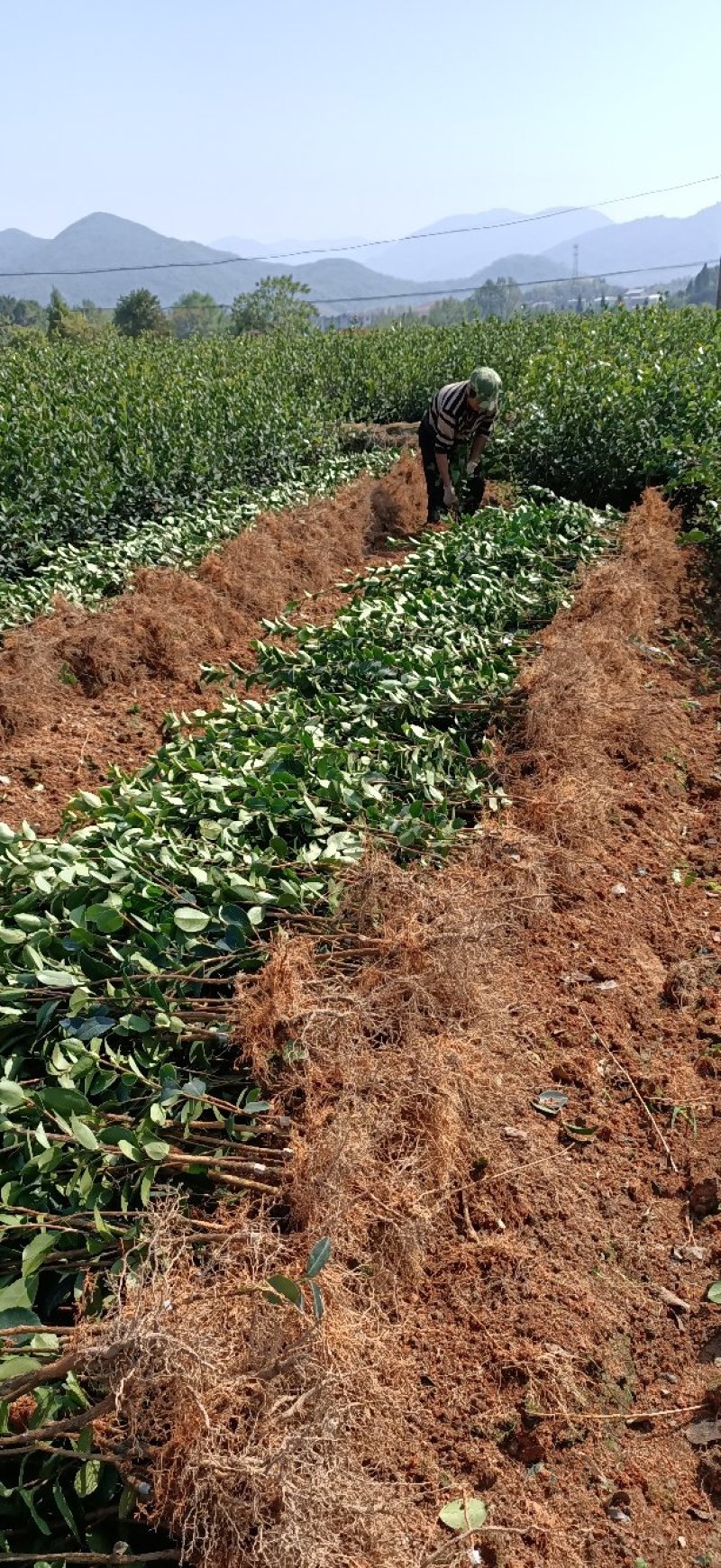油茶苗长林系列高产嫁接油茶苗，茶籽树苗，皮溥出油率高