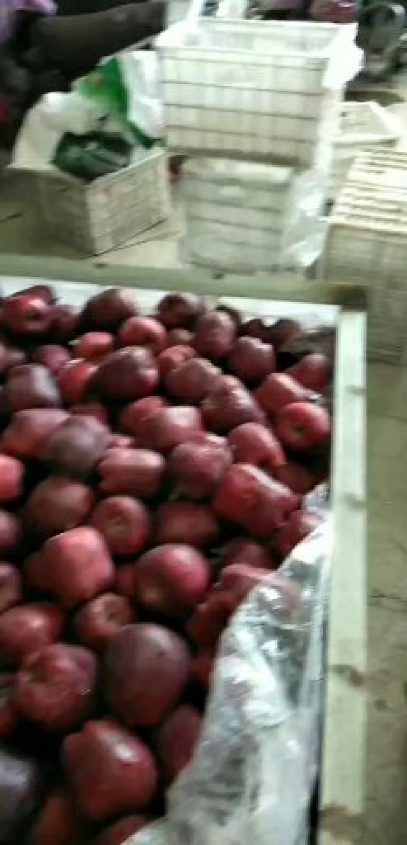 花牛大量出库75mm以上光果