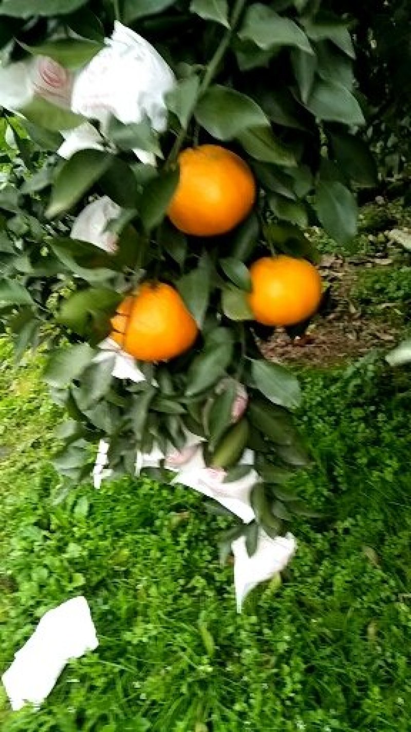 春见耙耙柑次果商品耙耙柑高次果蒲江耙耙柑精品次果鲜货产地